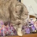 アクスタがびっしりと並ぶ棚の上に『猫が乗った』結果…『驚愕の一部始終』…