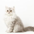 ショック！　「卓越した血統」をひく美しい子猫が医療ミスにより死去…