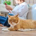 猫が『飼い主に嫌われた』と勘違いするNG行為4選　誤解が生まれる理由から…
