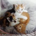 ベッドに集う3匹の赤ちゃん猫…1匹だけ『明らかに違う鳴き声』が可愛す…