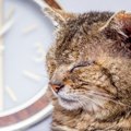 猫の『老化』が早まる生活習慣４つ