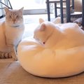 先住猫『クッションはこうやって使うんだよ』 新入り猫が使い方を教わ…