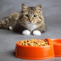 猫は雑食なの？猫にとって理想の食事とは？