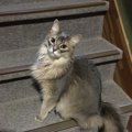 猫だって気を使ってる！飼い主に忖度している猫の行動５つ