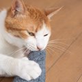 愛猫が飼い主さんの『足に噛みつく』3つの理由　地味に痛い…やめさせ…
