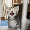 『親とはぐれた2匹の子猫』が保護された先で…段々と『変化していく様…