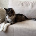 猫の年齢を『人間の年齢』に換算するとどうなるの？　計算の方法やラ…