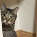 猫には『同情』という感情がある？