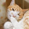 猫が『爪を噛んでいる』ときに考えられる理由3つ　行動が持つ意味から注意…