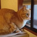 外は大寒波の嵐…！安全なお部屋の中から外を観察する猫ちゃん