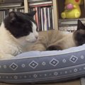 新しい猫ベッドを新調♪それぞれお気に入りの場所でくつろぐ猫ちゃんたち