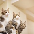 猫の年齢を『人年齢』に換算する方法　知っていると健康管理に役立つ…