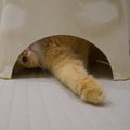 猫が『お風呂』についてくる5つの意味