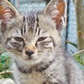 厳しめの表情をしていた『野良の子猫』を家に迎えて『１０年』…可愛すぎる…