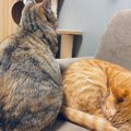 猫の飼い主が『寂しいキモチ』にさせられる愛猫の態度6選