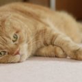 猫が目の前で寝転がる時の5つの理由や気持ち