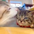 先住猫から初めて『毛づくろい』された子猫→ずっと見ていたくなる『微…