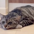 猫のことをおだてていたら…まさかの『お尻の上がり方』が面白すぎると7万4…