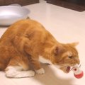 猫ちゃん、起き上がりこぼしに勝負を挑む！