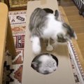 『段ボールの中に入った先輩猫』に子猫が見せた行動…まさかの「ボコり…