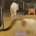 帰宅したら『キッチンが大荒れ』→カメラを確認した結果…猫たちの『まさか…