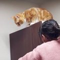 猫ちゃんのピンチ！？優しいお姉ちゃんが駆けつける♡