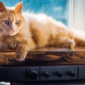 猫が好きな『音楽ジャンル』４つ