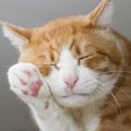 『猫が顔を洗うと雨になる』は本当？毛づくろいする5つの理由