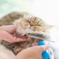 猫に『毛玉』ができる4つの原因と予防策