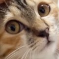 新しいお家に『緊張していた子猫』→迎えて5日目になると、息子のそばで…尊…