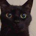 大きな瞳で飼い主さんを見つめる黒猫…あまりにも尊すぎる『アピールの…