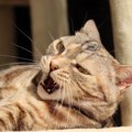 猫が飼い主のことを嫌いになるNG行為５選！ついついこんな行動してい…