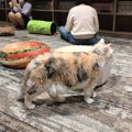 【東京都武蔵野市吉祥寺】広々店内で猫もイキイキ「猫カフェきゃりこ…