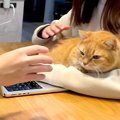 猫を『腕枕』したいパパとママ→取り合いをしていたら、もう１匹の猫が…
