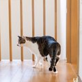 愛猫が『飼い主さんを探しているとき』の3つの行動　そのときの気持ち…