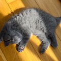 猫が『通せんぼ』してくるときの理由4つ　やんわりとどいてもらうための対…