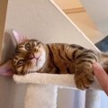 寝転んでも遊んでも最高！キャットタワーを使いこなす猫さん