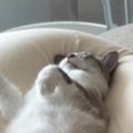 ソファの上で『眠っている猫』を見たら→まさかの体勢で……豪快な寝相に笑っ…