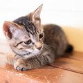 猫も謝るの？『ごめんね』の仕草・行動3つ