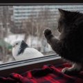 室内飼いをしてる猫が外に出たそうにする９つの理由