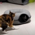 突然ON！猫ちゃんのぶっ飛びスイッチ♪