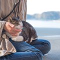 猫がよく乗ってくる体の部位は？アンケート結果とその心理をご紹介