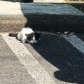 暑い中、後ろ足を引きずっている『ひとりぼっちの子猫』と出会った結…