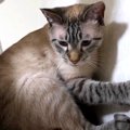 壁猫チャレンジをする猫さん！意外な結果に…？