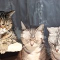 猫が『落ち込んでしまう』飼い主の行動4選　信頼関係を損なう可能性も…？