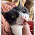 おやつを与えようと口に手を近づけたら…猫が見せたとっても優しい『配慮』…