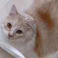 透明ケースの中に入っていた猫→『しっぽ出てるよ！』と伝えた結果…ま…
