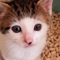 パッツン前髪がチャームポイントの子猫→成長したら…意外な変化を遂げ…