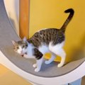 『キャットホイールを猛特訓した猫』ママが褒めまくってみた結果…可愛すぎ…