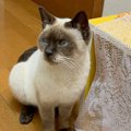 『おこげと名付けた猫』が成長した結果…名前を裏切る『衝撃的な見た目…